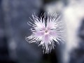 Mircea Verghelet dianthus spiculifolius