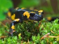 SalamandraSalamandra phot Magura National Park Agnieszka-and-DamianNowak