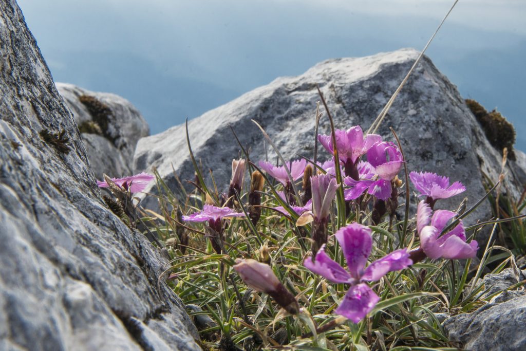 15th Meeting of the Working Group on Biodiversity