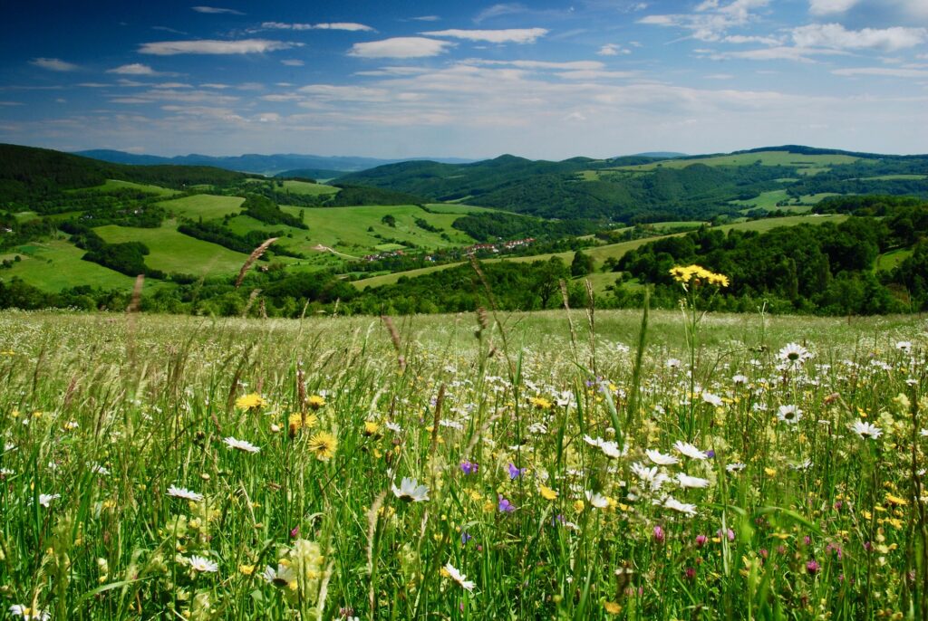 Connecting Nature Regional Conference — ForestConnect Final Event