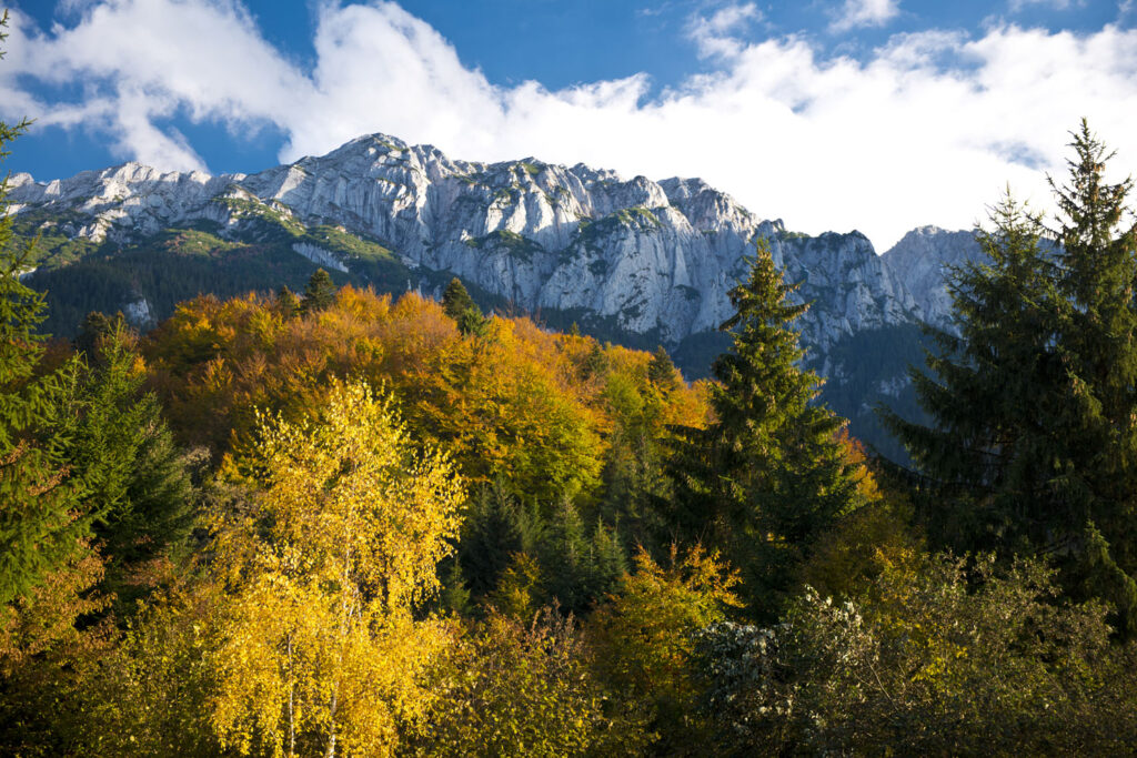 Virtual Mountain Country Roundtable 13th October 2025