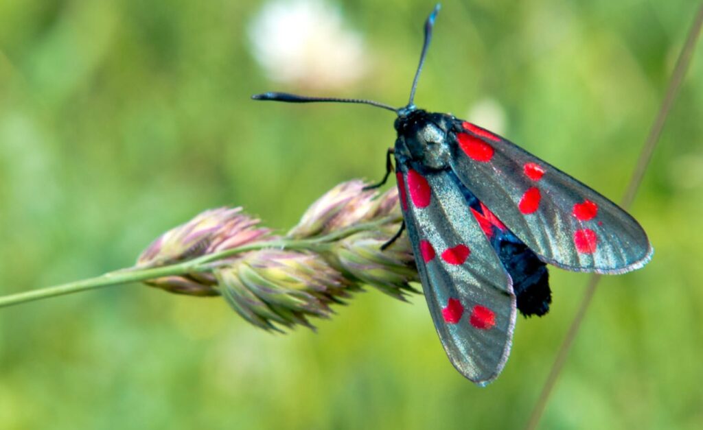 International Day for Biological Diversity 2026: Acting Locally for Global Impact​
