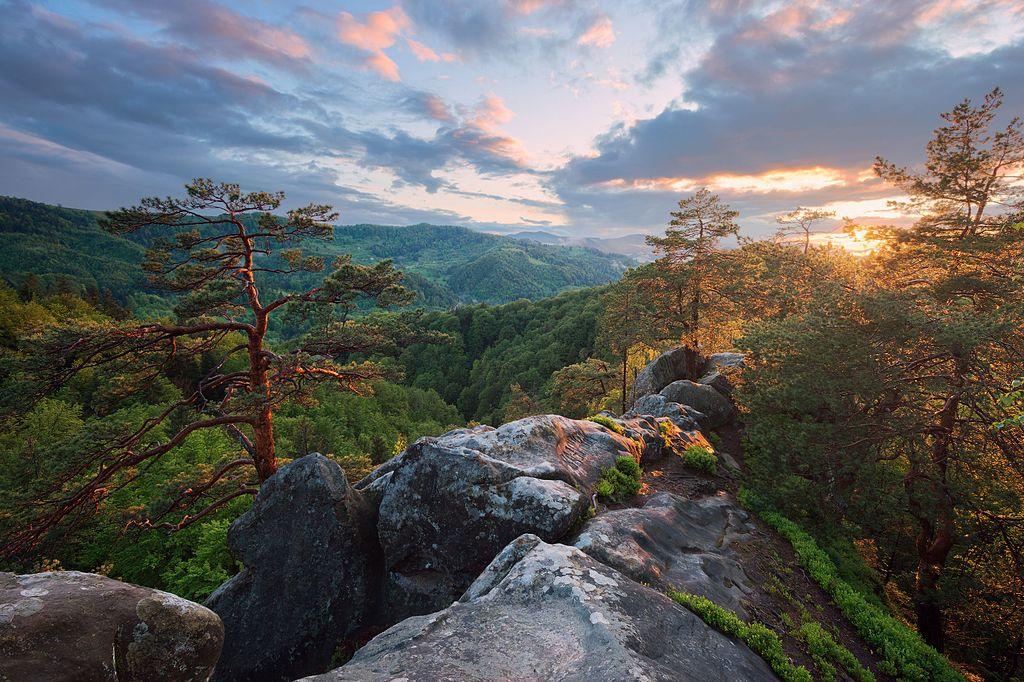 ForestConnect guidelines published
