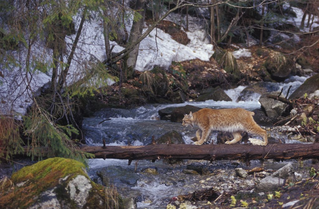 Consultations on the coexistence and conservation of Carpathian large carnivores (project LECA)